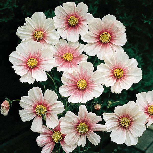Cosmos " Daydream " Exotic 30 Flower Seeds