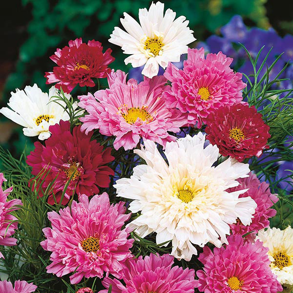 Cosmos " Double Click Mixed " Exotic 30 Flower Seeds