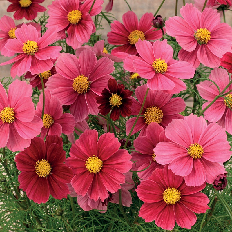 Cosmos " Antiquity " Exotic 30 Flower Seeds