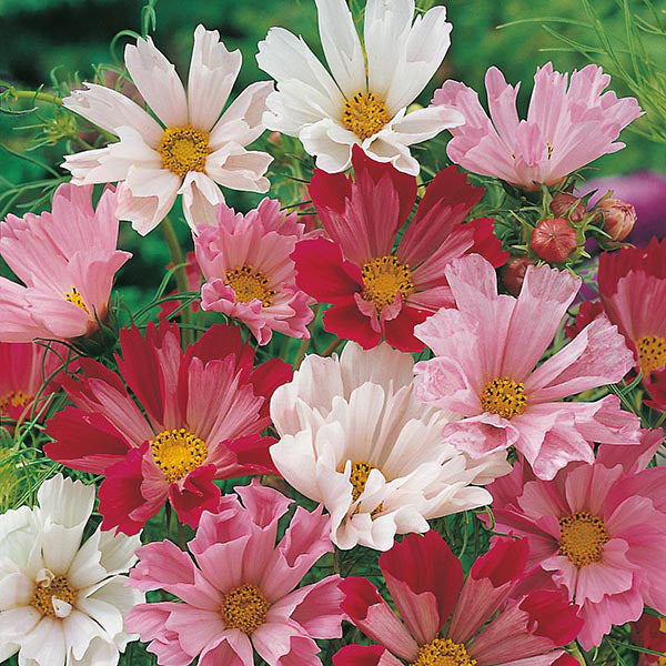 Cosmos " Seashells Mixed " Exotic 30 Flower Seeds