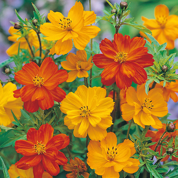Cosmos " Klondyke Mixed " Exotic 30 Flower Seeds