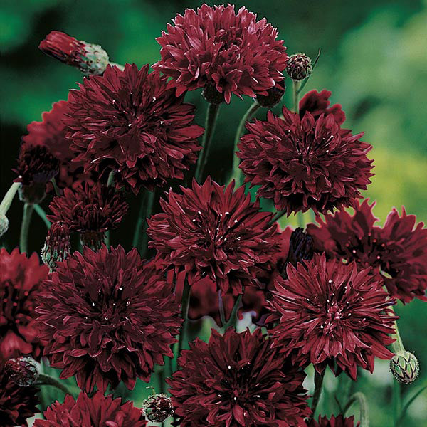 Cornflower " Black Ball " Exotic 30 Flower Seeds