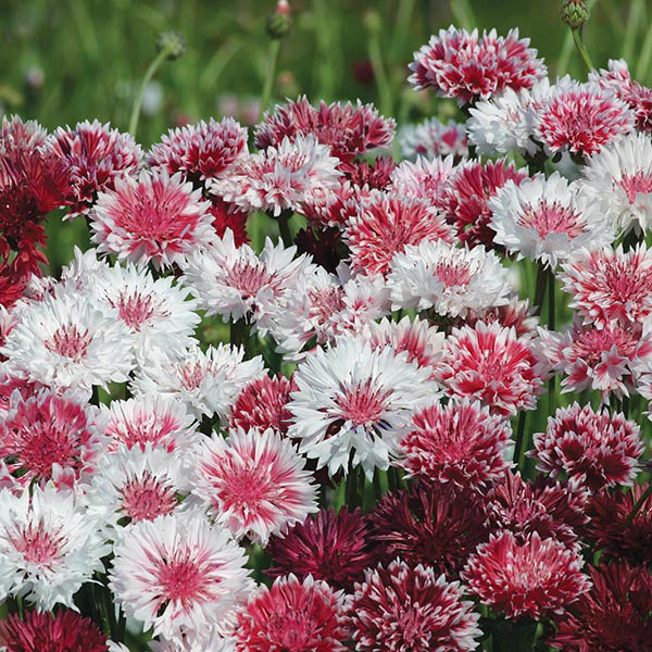 Cornflower " Classic Romantic " Exotic 30 Flower Seeds