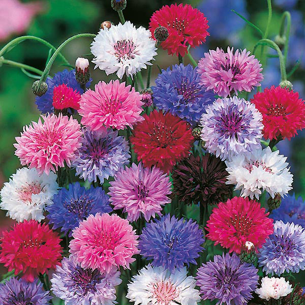 Cornflower " Tall Mixed " Exotic 30 Flower Seeds