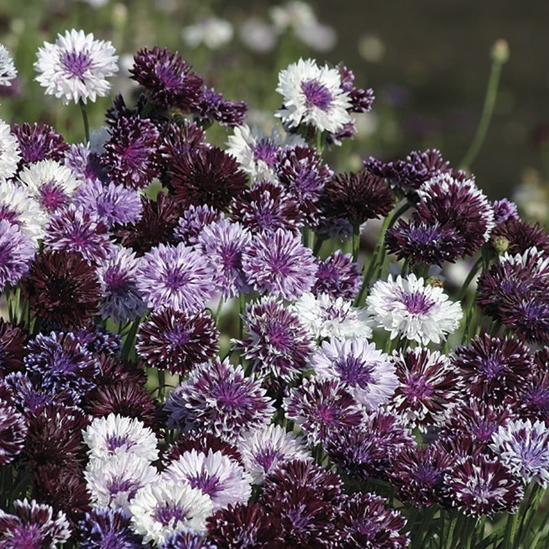Cornflower " Classic Magic " Exotic 30 Flower Seeds