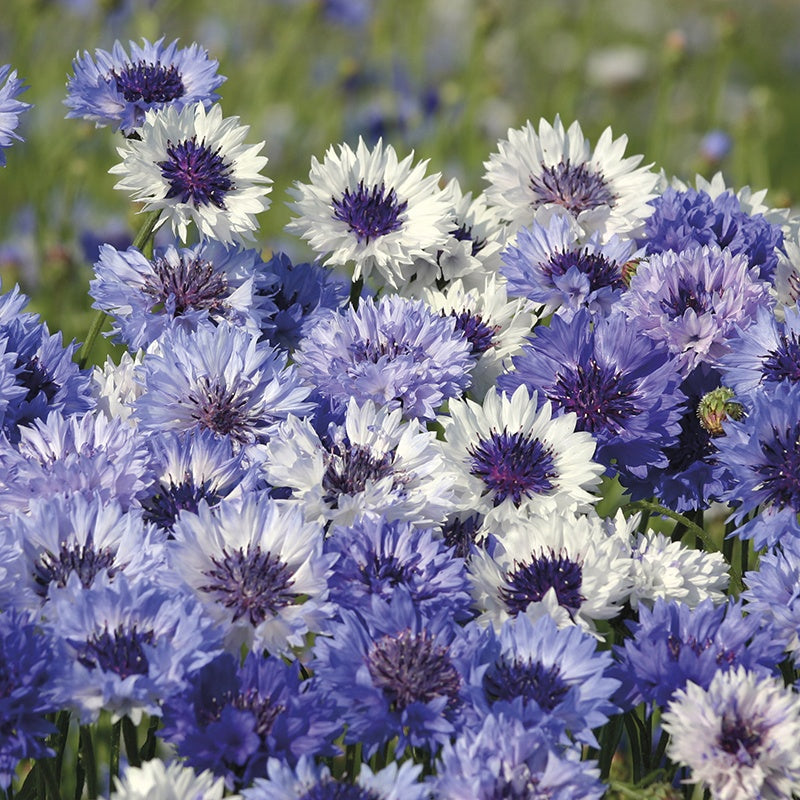 Cornflower " Classic Fantastic " Exotic 30 Flower Seeds
