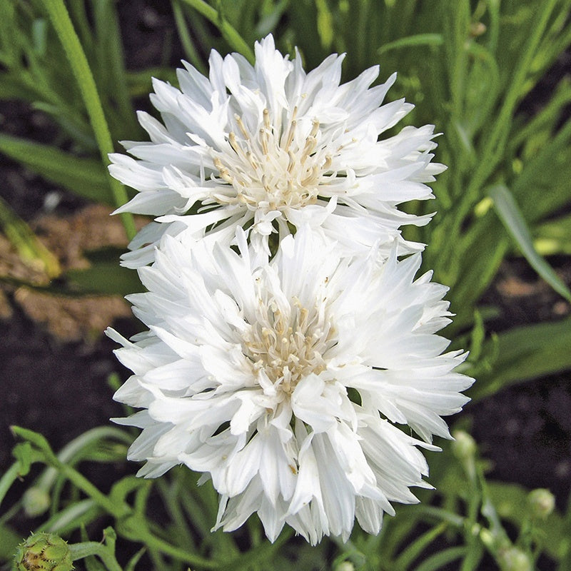 Cornflower " Snowman " Exotic 30 Flower Seeds