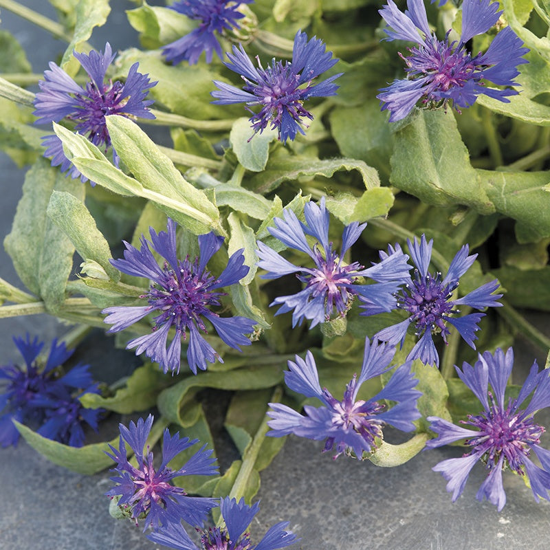 Cornflower " Blue Carpet " Exotic 30 Flower Seeds