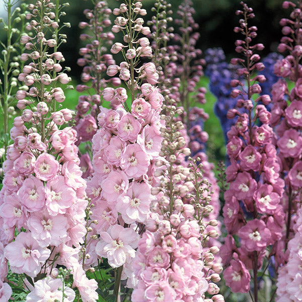 Delphinium " Pink Shades " Exotic 50 Flower Seeds