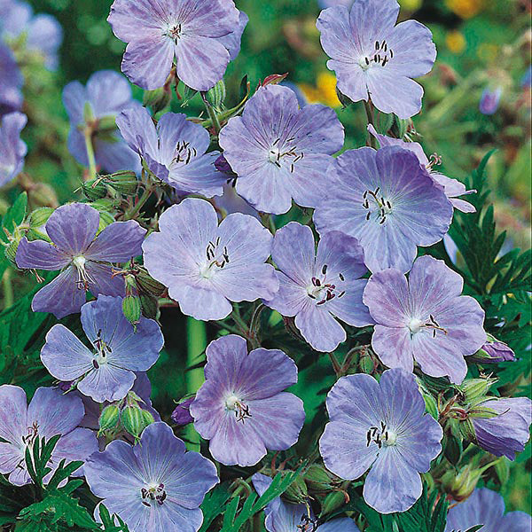 Geranium " Meadow Cranesbill " Exotic 20 Flower Seeds