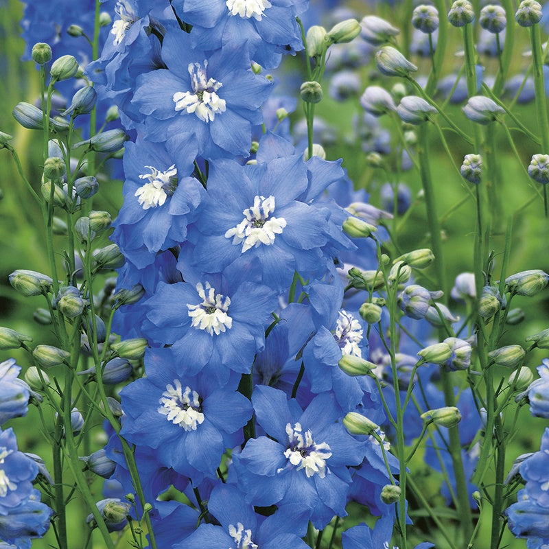 Delphinium " Sky Blue " Exotic 50 Flower Seeds