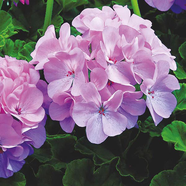 Geranium " Quicksilver " Exotic 20 Flower Seeds