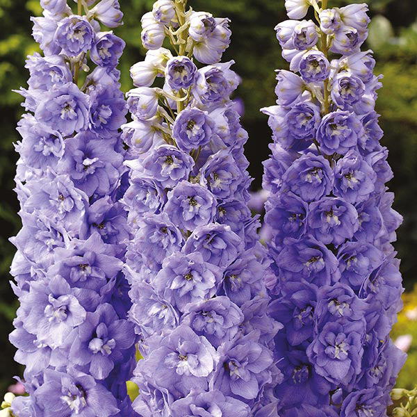 Delphinium " Centurion Lavender " Exotic 50 Flower Seeds