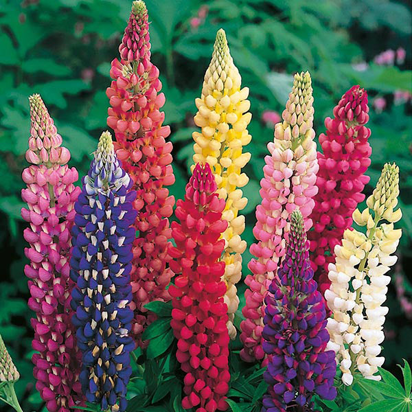 Lupin " Russell Mixed " Exotic 20 Flower Seeds