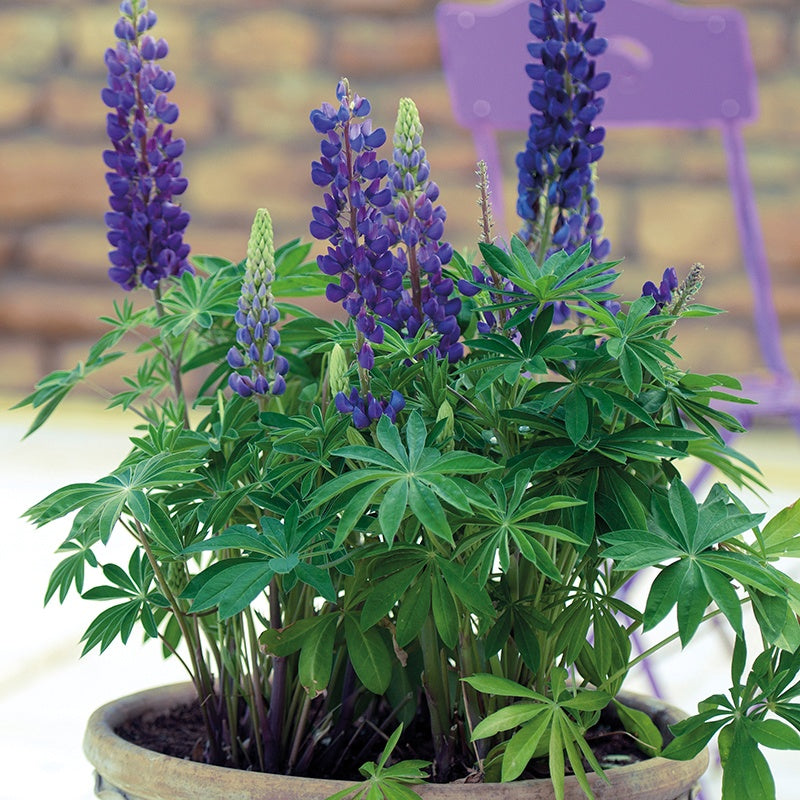 Lupin " Gallery Blue " Exotic 20 Flower Seeds