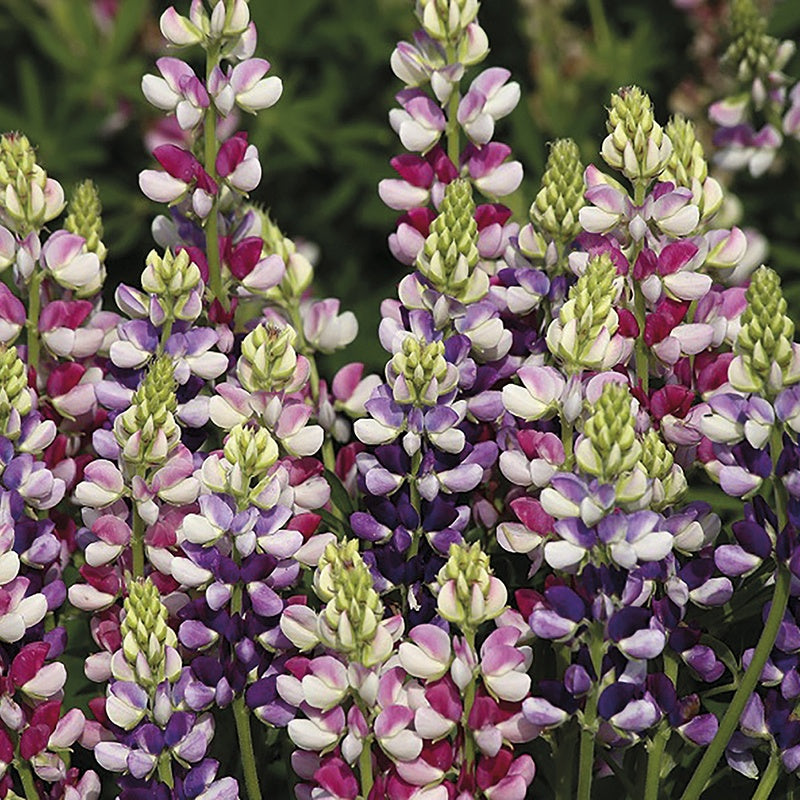 Lupin " Bicolour Mix " Exotic 20 Flower Seeds