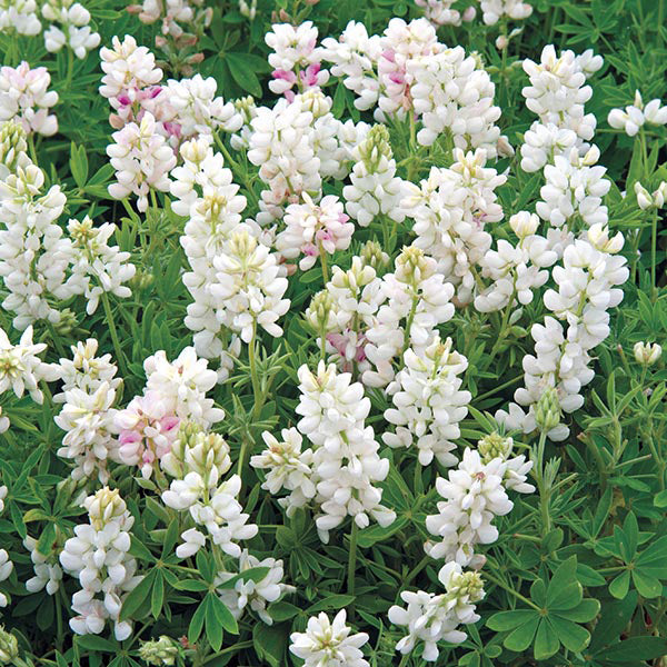 Lupin " Snow Pixie " Exotic 20 Flower Seeds