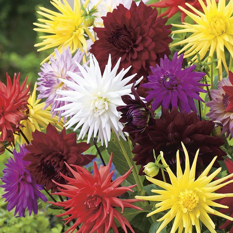Dahlia " Hybrids Mixed " Exotic 30 Flower Seeds