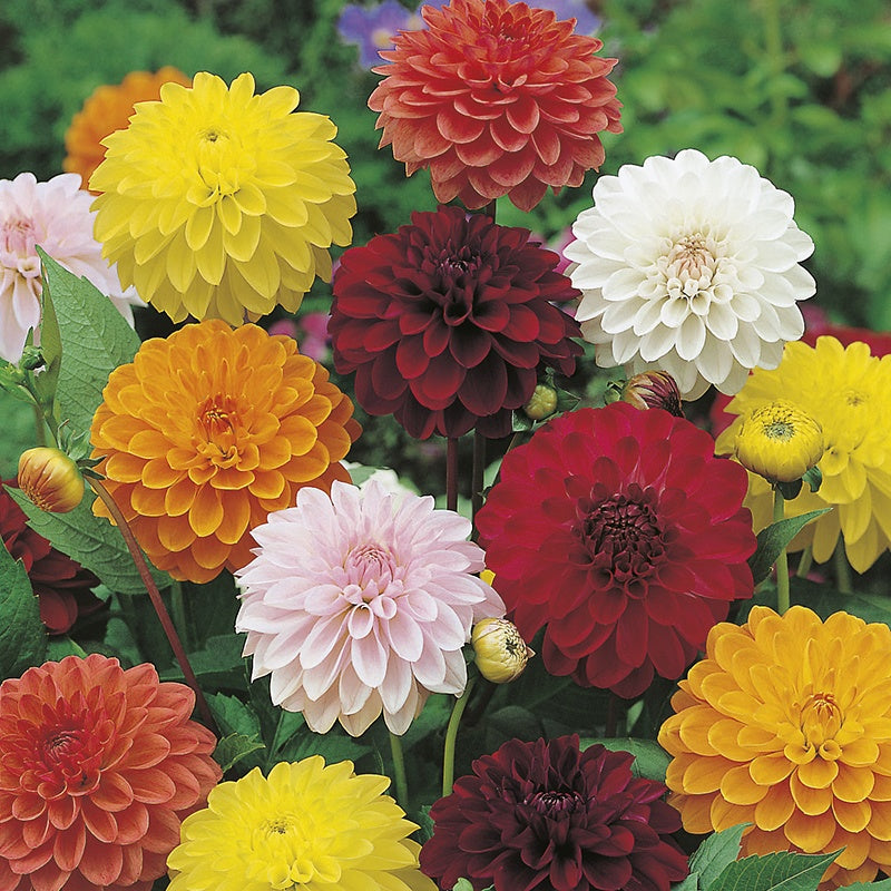 Dahlia " Showpiece " Exotic 30 Flower Seeds