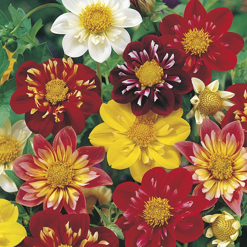 Dahlia " Harlequin " Exotic 30 Flower Seeds