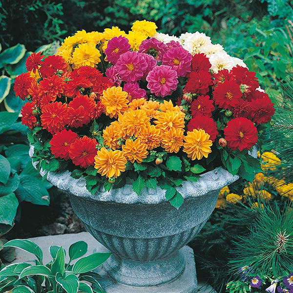 Dahlia " Dwarf Double Mixed " Exotic 30 Flower Seeds