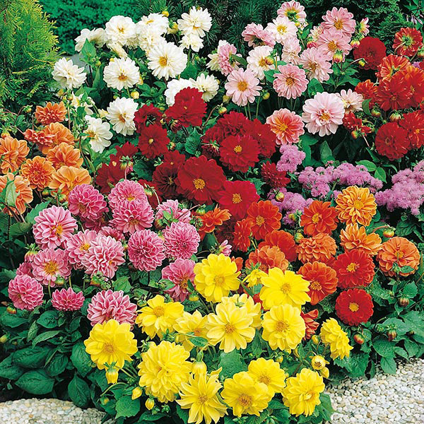 Dahlia " Figaro Mixed " Exotic 30 Flower Seeds