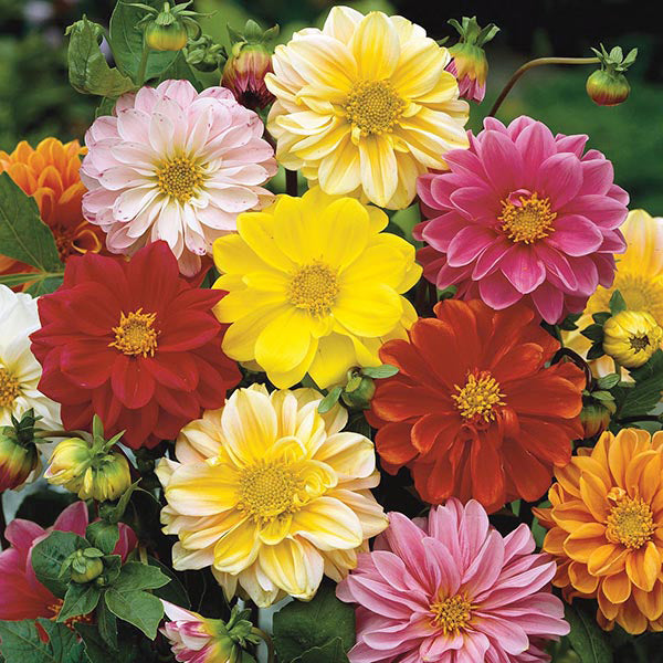 Dahlia " Bambino Mixed " Exotic 30 Flower Seeds