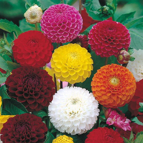 Dahlia " Pompon Mixed " Exotic 30 Flower Seeds