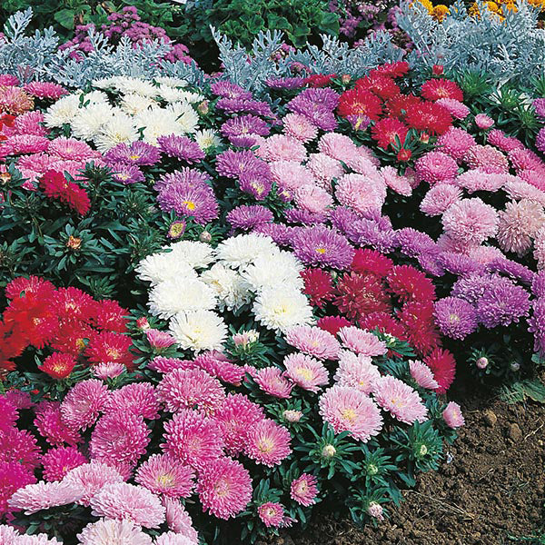 Aster " Milady Mixed " Exotic 30 Flower Seeds