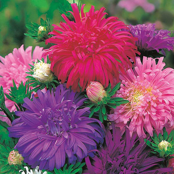 Aster " Ostrich Feather " Exotic 30 Flower Seeds