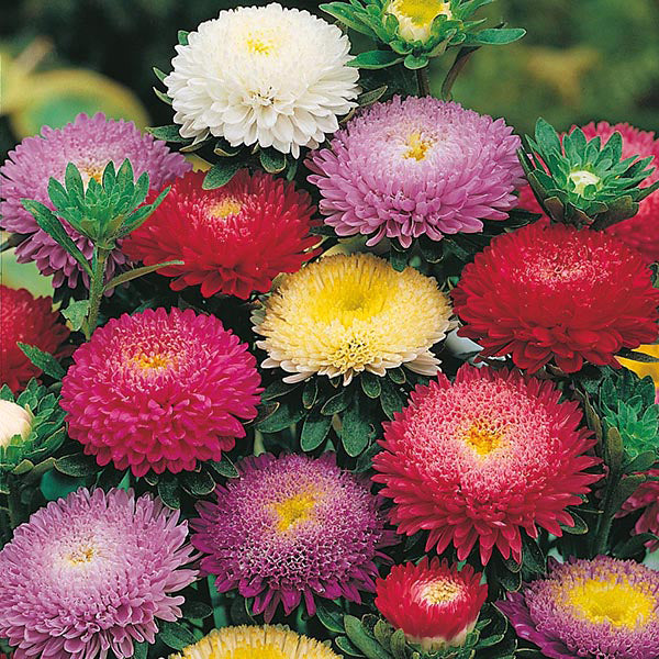 Aster " Pompon Mixed " Exotic 30 Flower Seeds