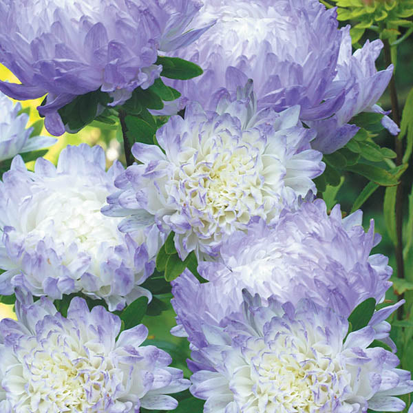 Aster " Duchess Blue Ice " Exotic 30 Flower Seeds