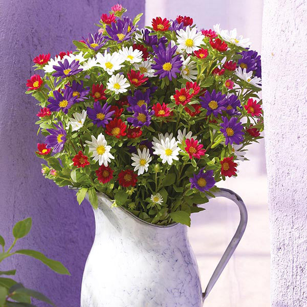 Aster " Palette Mixed " Exotic 30 Flower Seeds