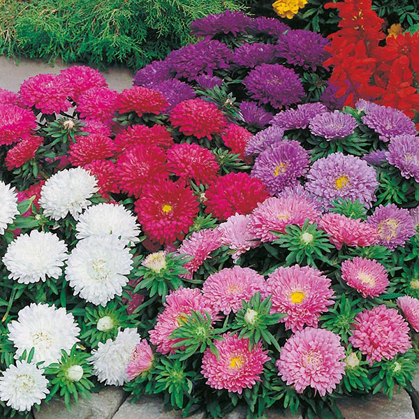 Aster " Colour Carpet Mixed " Exotic 30 Flower Seeds