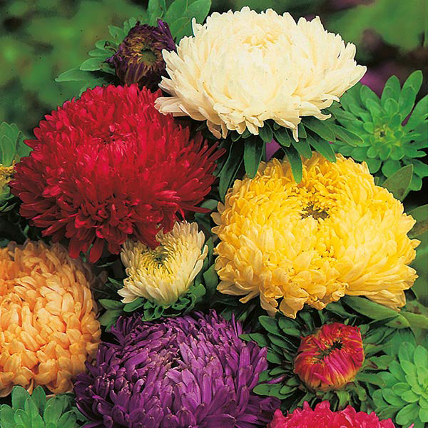 Aster " Duchess Mixed " Exotic 30 Flower Seeds