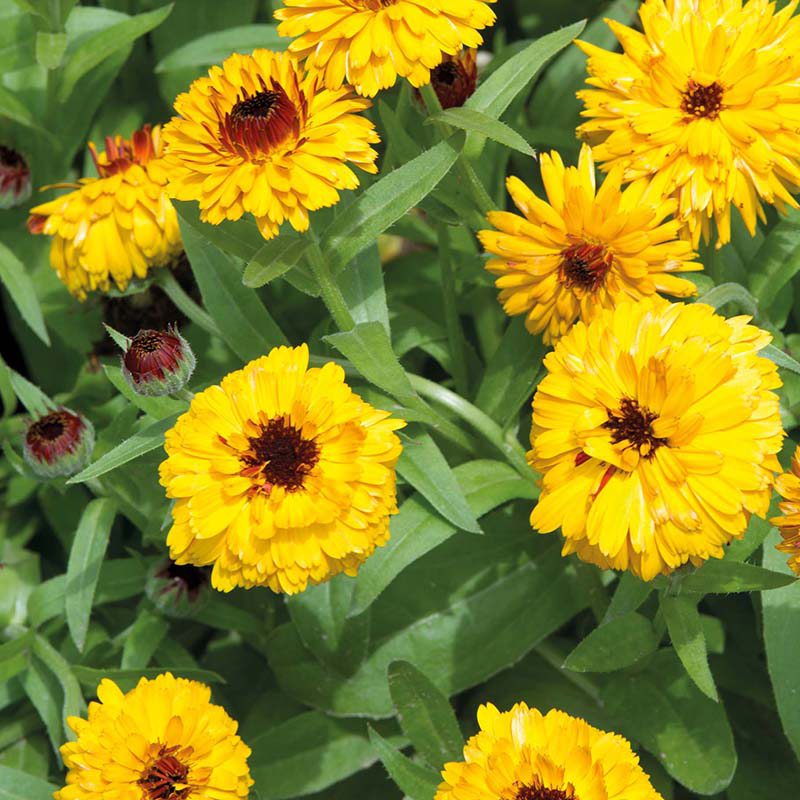 Calendula " Bull's Eye " Exotic 30 Flower Seeds