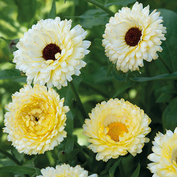 Calendula " Snow Princess " Exotic 30 Flower Seeds