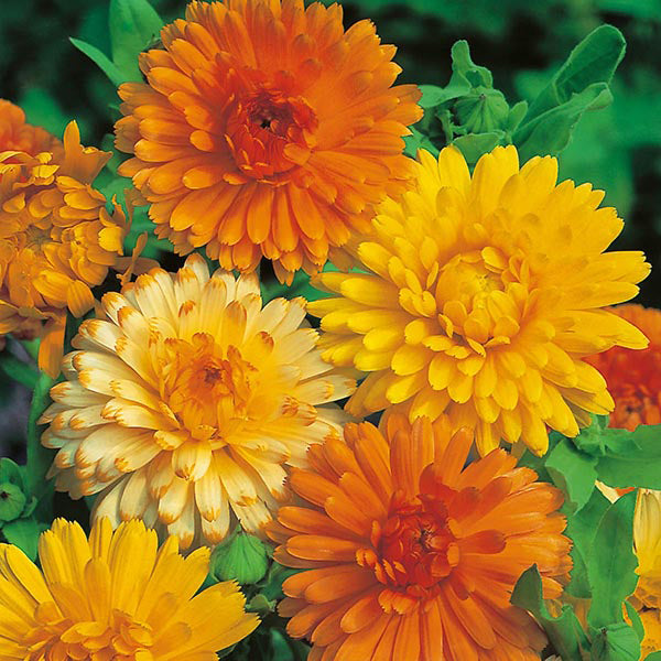 Calendula " Art Shades " Exotic 30 Flower Seeds