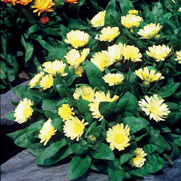 Calendula " Lemon Daisy " Exotic 30 Flower Seeds