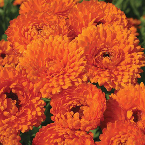 Calendula " Geisha Girl " Exotic 30 Flower Seeds