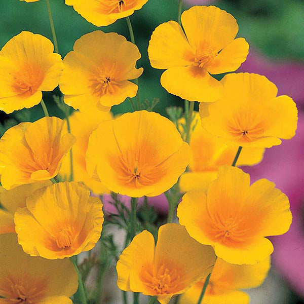 California Poppy " Golden Values " Exotic 50 Flower Seeds