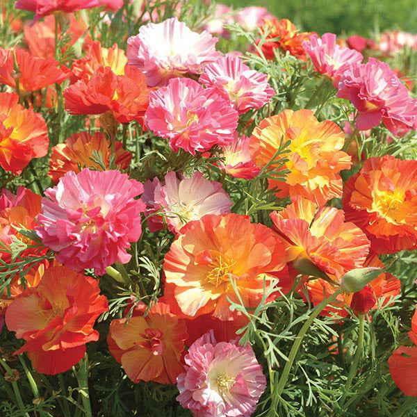 California Poppy " Jelly Beans " Exotic 50 Flower Seeds