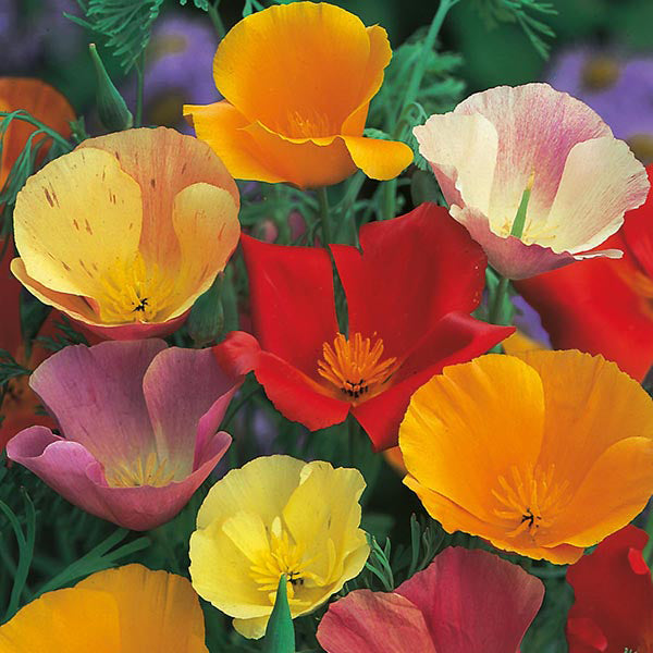 California Poppy " Single Mixed " Exotic 50 Flower Seeds