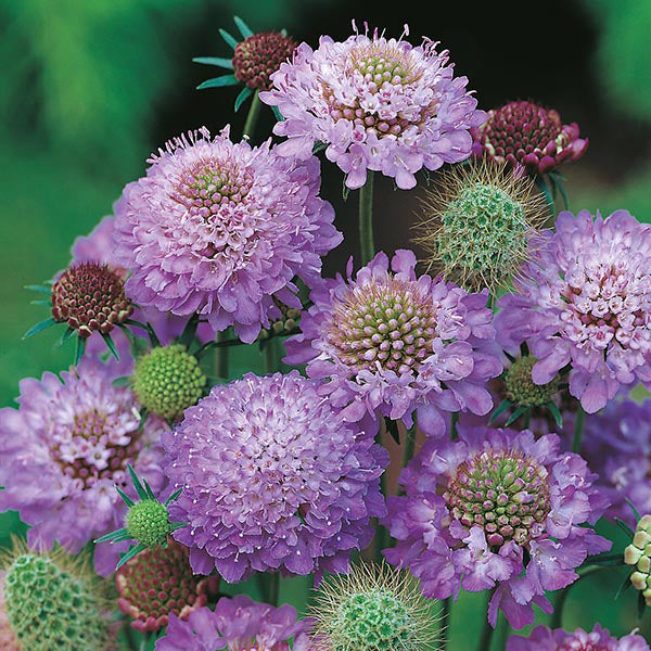 Scabiosa " Blue Cushion " Exotic 30 Flower Seeds