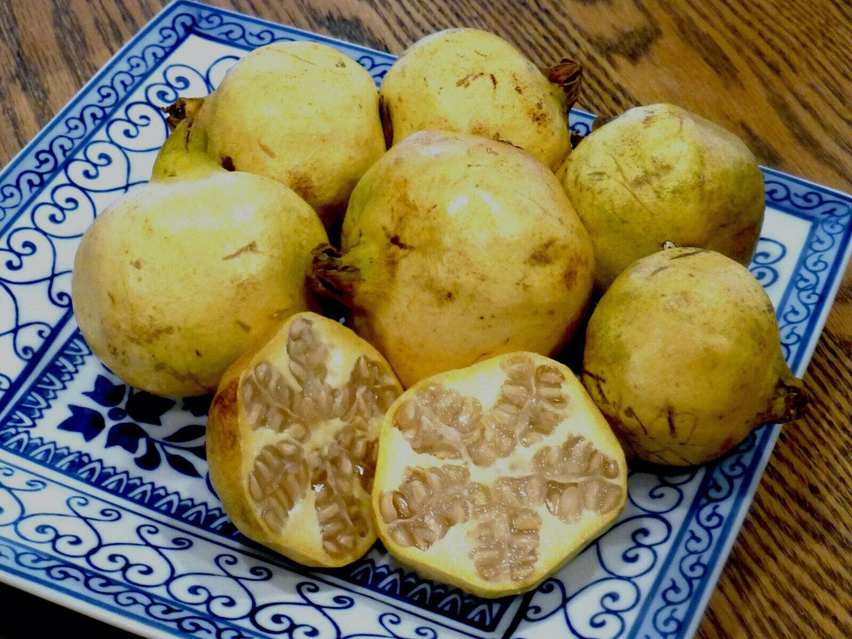 Pomegranate " White " Exotic 20 Fruit Seeds