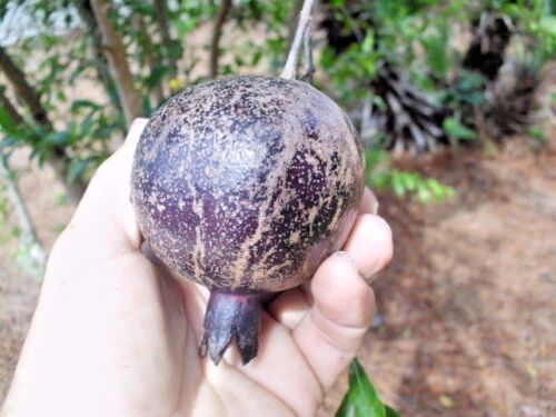 Pomegranate " Eight Ball " Exotic 20 Fruit Seeds