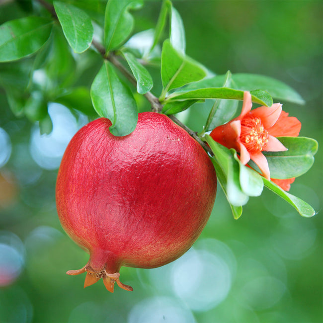 Pomegranate " Texas Pink " Exotic 20 Fruit Seeds
