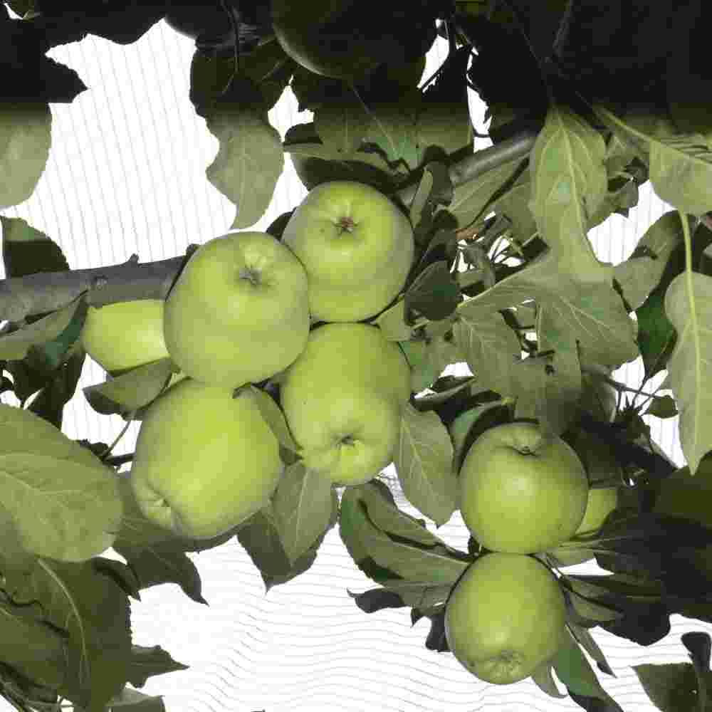 Apple " HRMN 99 " Exotic 10 Fruit Seeds