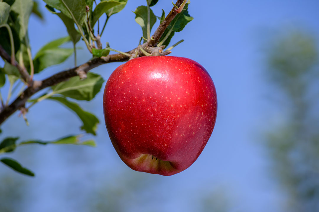 Apple " Red Rubens " Exotic 10 Fruit Seeds