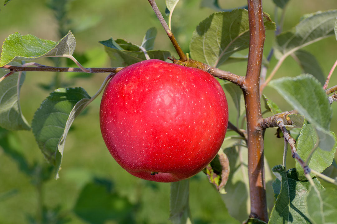 Apple " Royal Red " Exotic 10 Fruit Seeds